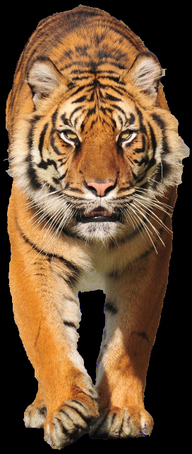 Tiger, UK 2010